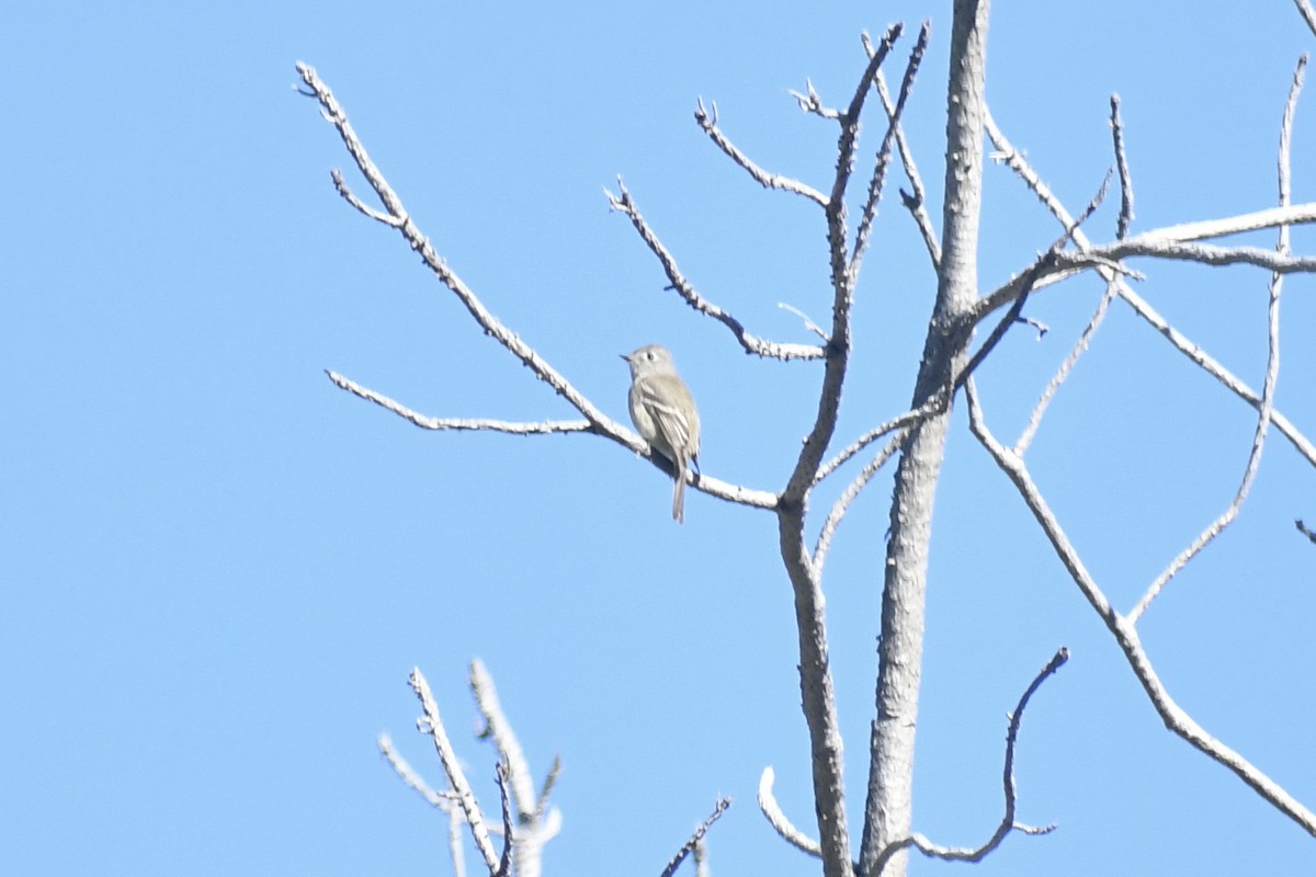 Hammond's Flycatcher - Eli Gross