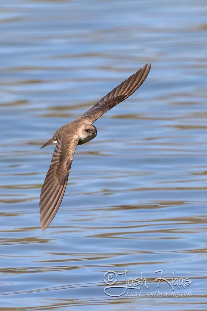 Northern Rough-winged Swallow - ML617829048