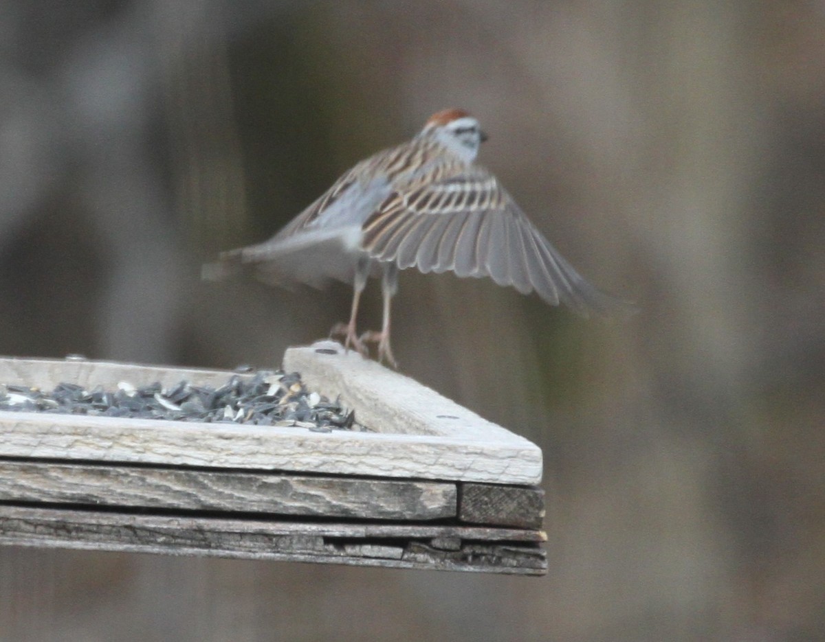 Chipping Sparrow - Ryan Brady