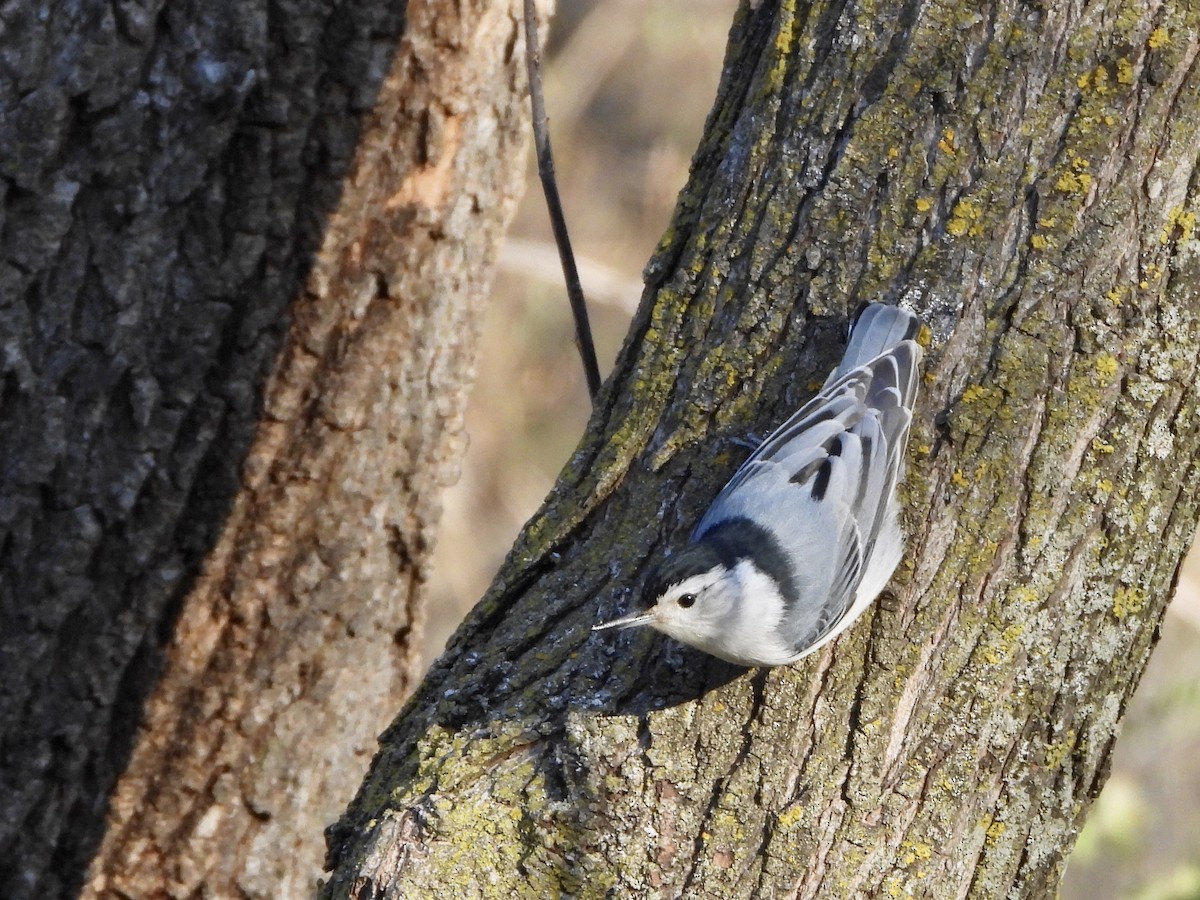 White-breasted Nuthatch - ML617829095