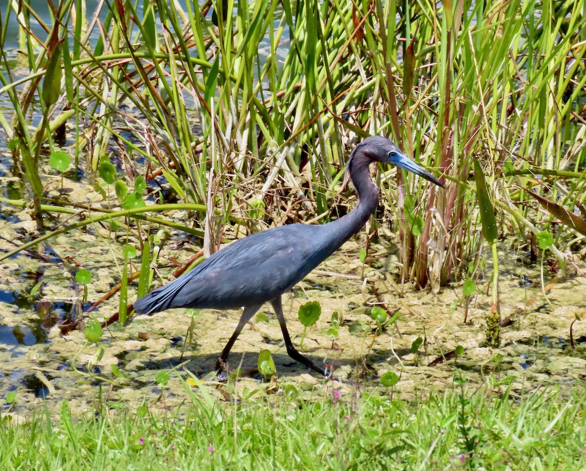 Little Blue Heron - ML617829129