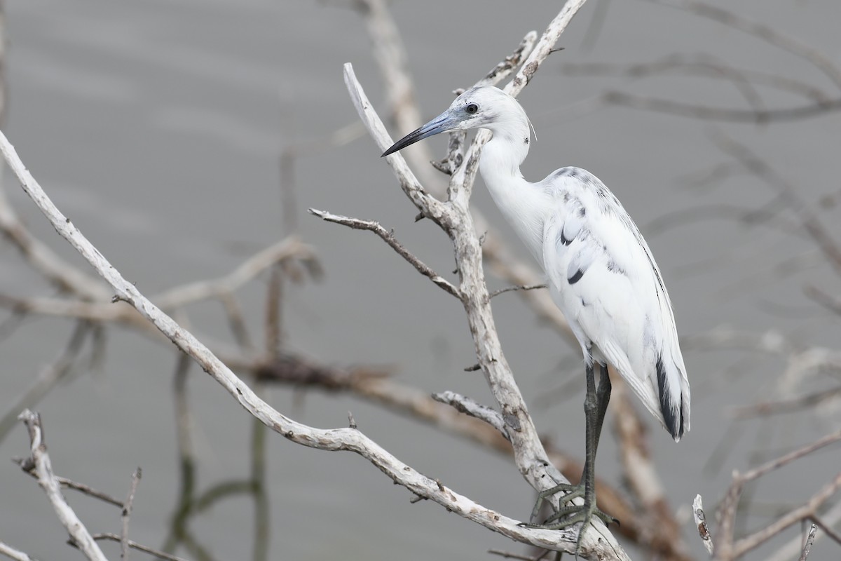 Little Blue Heron - ML617829158