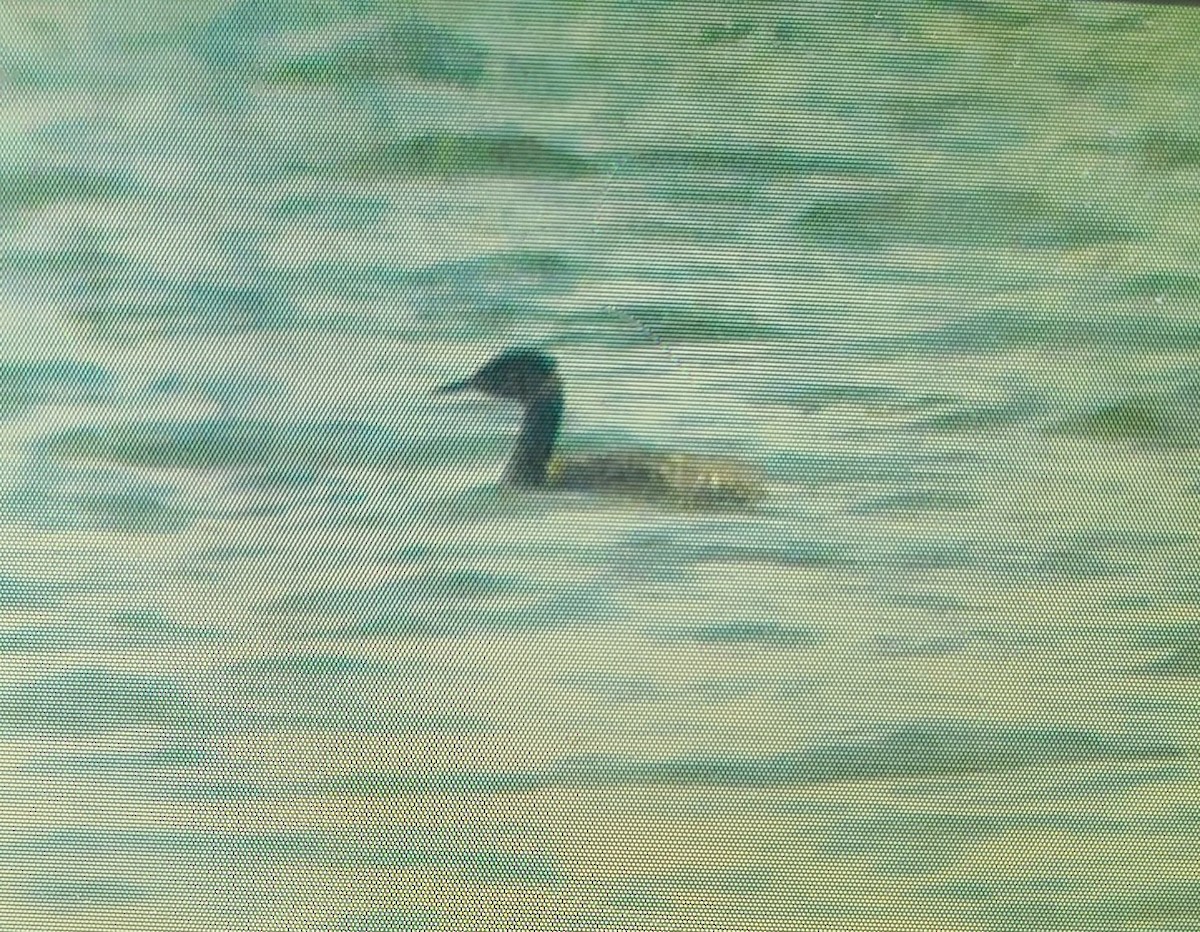 Red-necked Grebe - Doug Willis