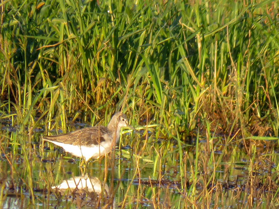 Common Greenshank - ML617829180