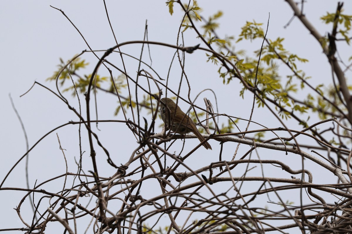 Japanese Bush Warbler - Shin Mun Cheol