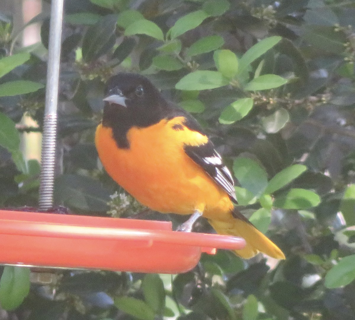 Baltimore Oriole - ML617829198