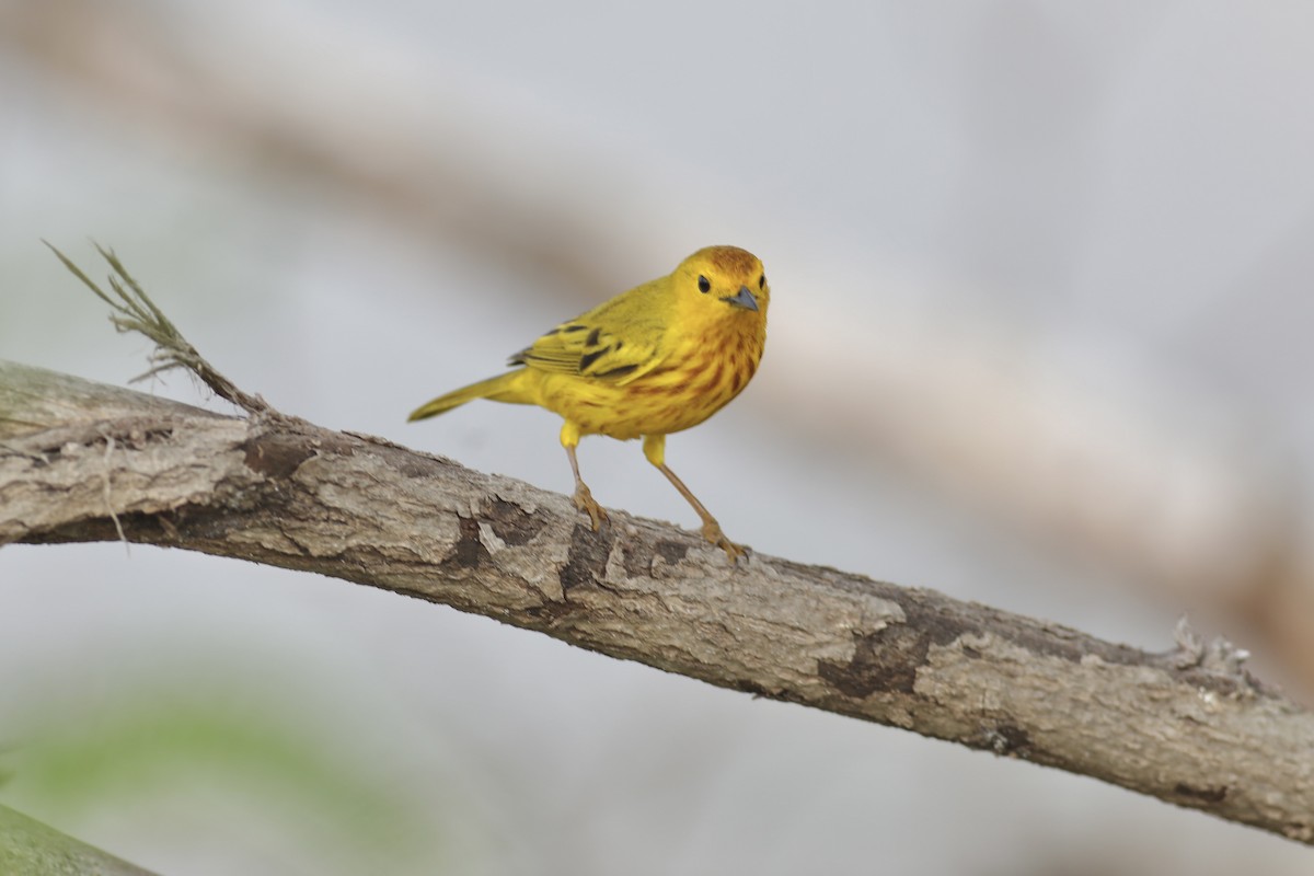 Yellow Warbler (Golden) - ML617829202