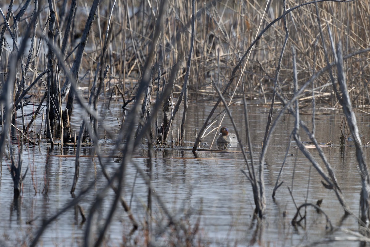 Green-winged Teal - ML617829224