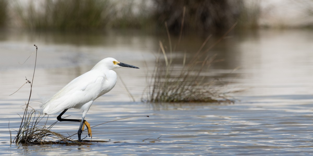 Snowy Egret - Jack Duffy