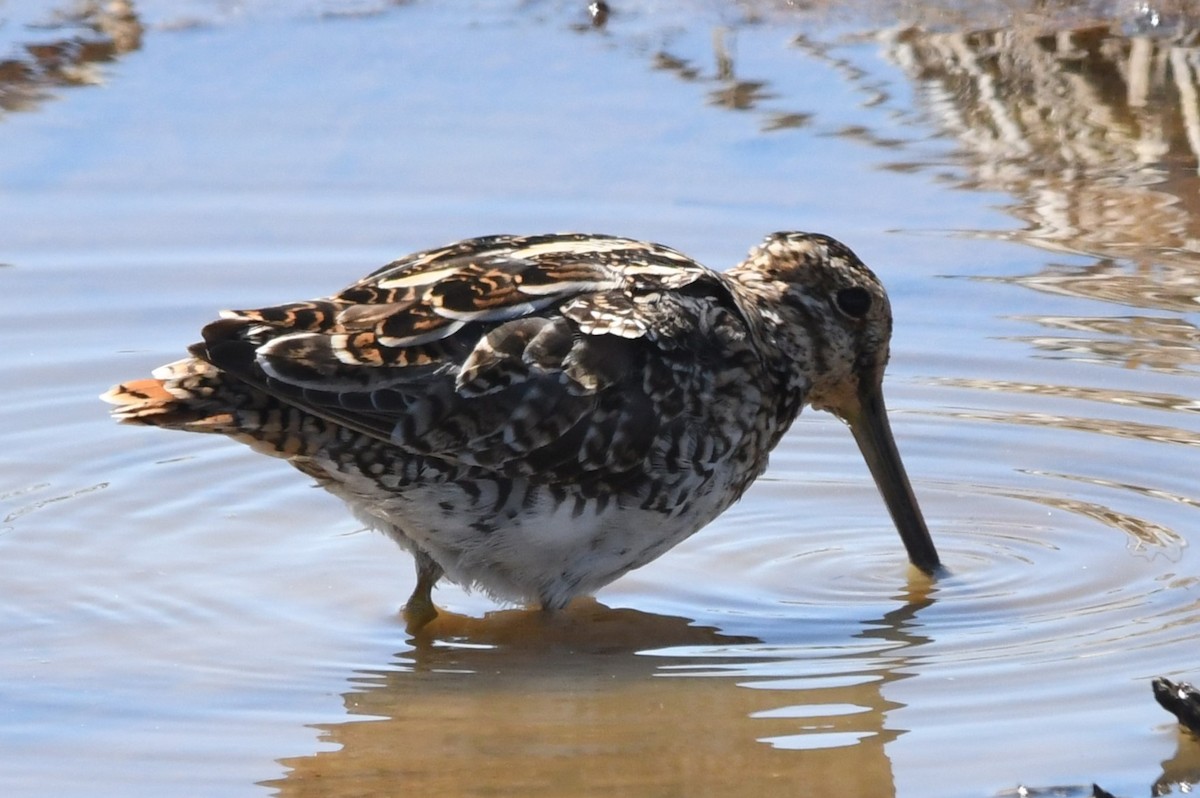 Wilson's Snipe - ML617829262