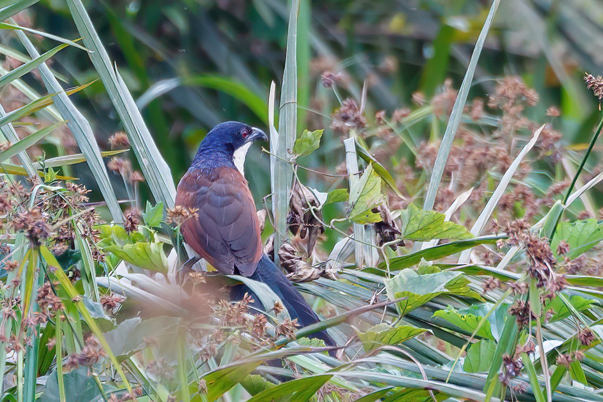 Coucal à nuque bleue - ML617829269