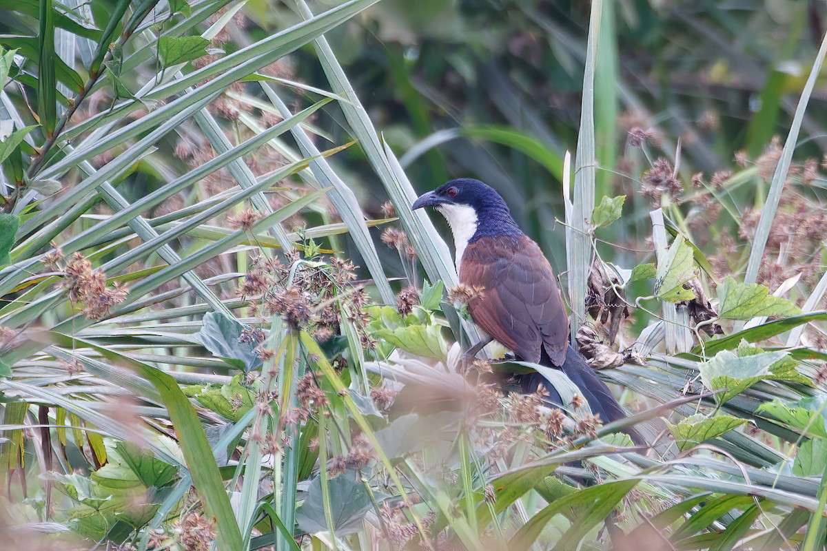 Blue-headed Coucal - ML617829270