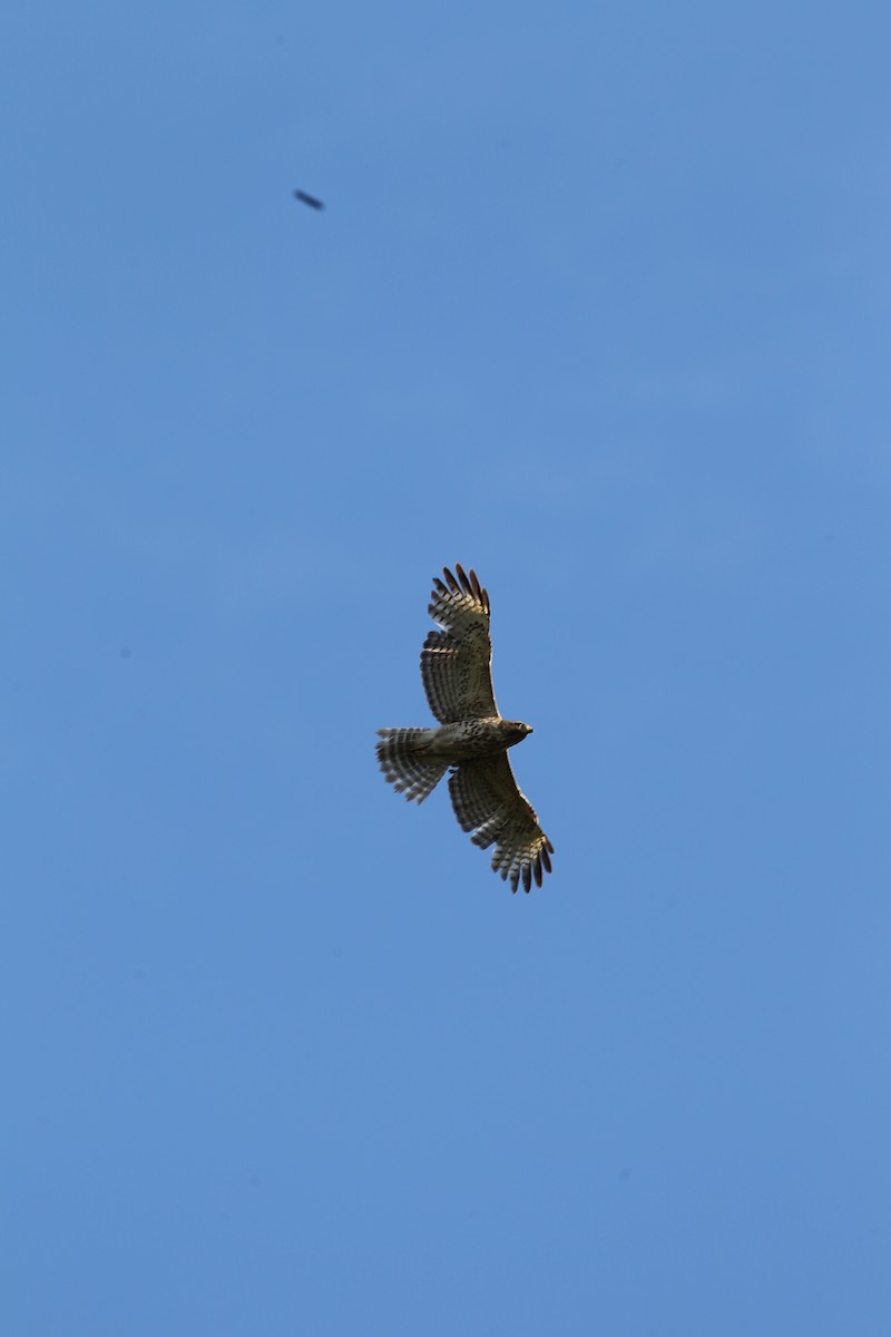 Red-shouldered Hawk - ML617829285