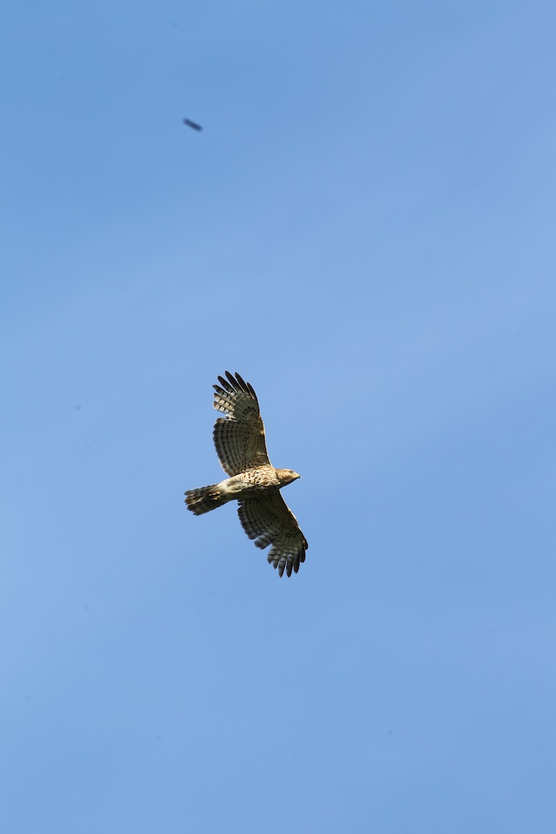 Red-shouldered Hawk - ML617829286