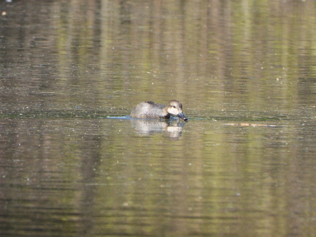 Gadwall - ML617829302