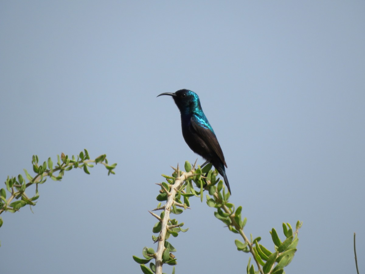 Palestine Sunbird - ML617829304