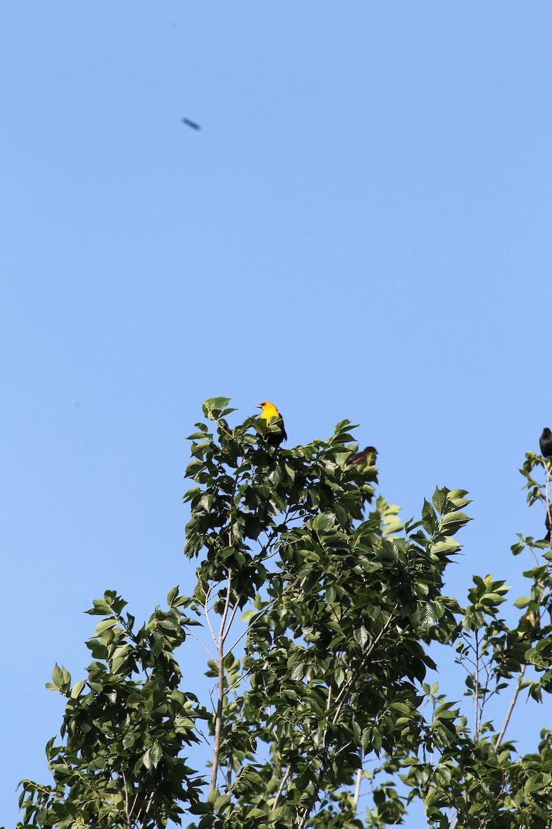 Yellow-headed Blackbird - ML617829316