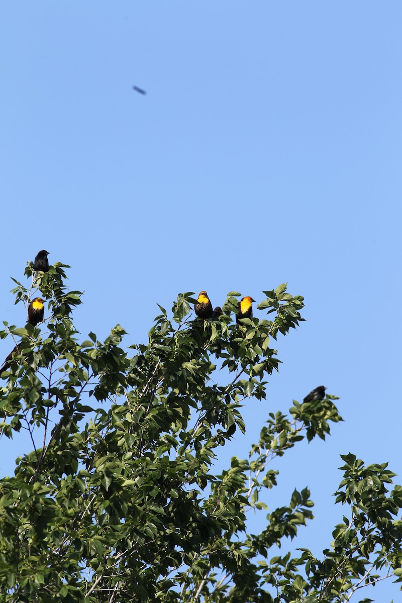 Yellow-headed Blackbird - ML617829317