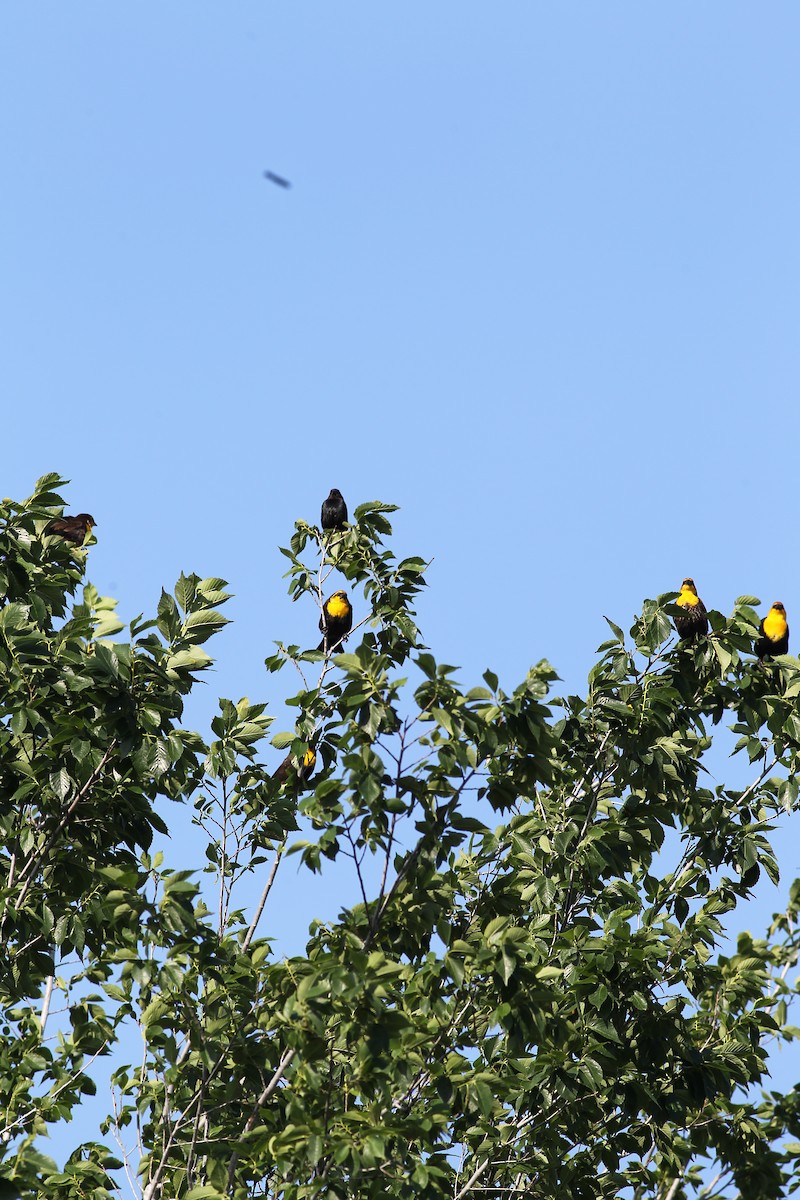 Yellow-headed Blackbird - ML617829318