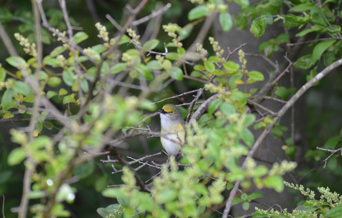 White-eyed Vireo - ML617829319