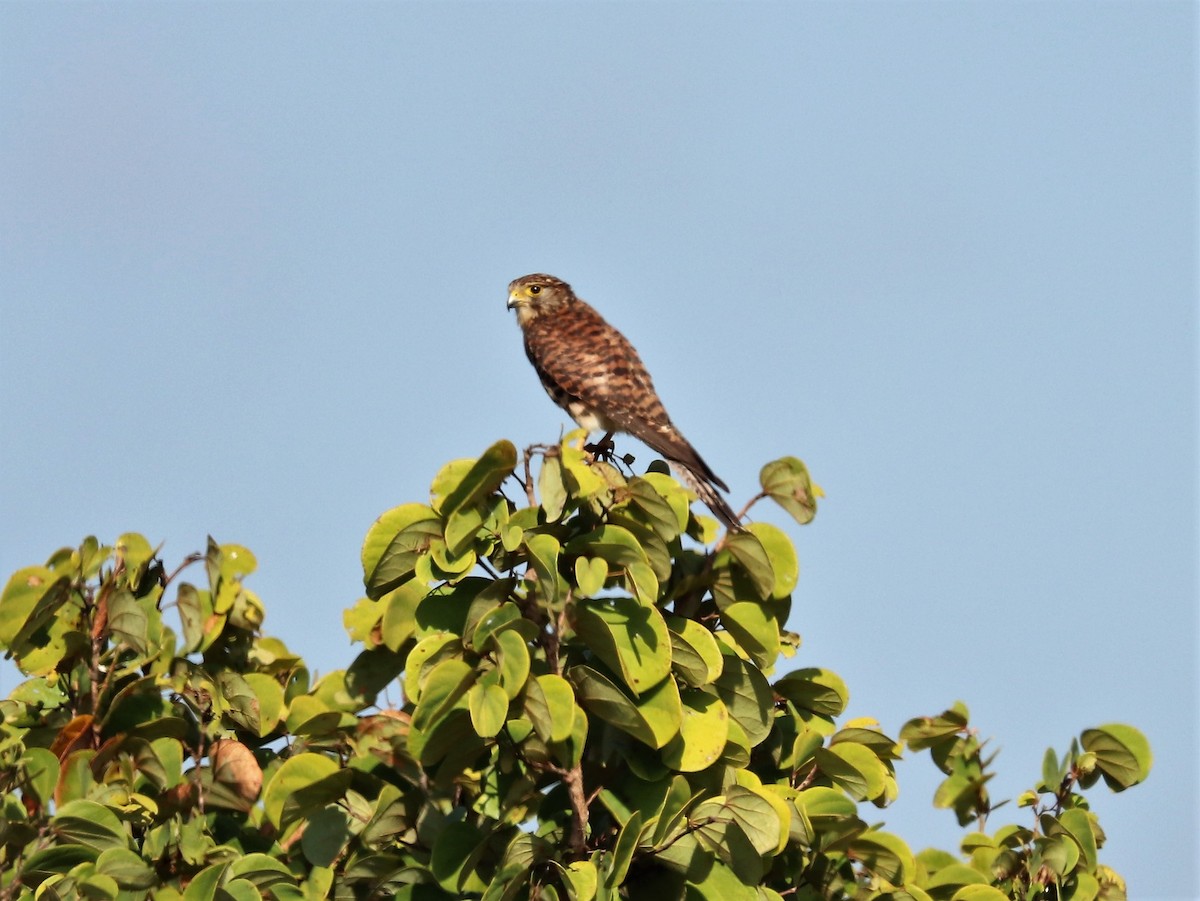 Spotted Kestrel - ML617829341