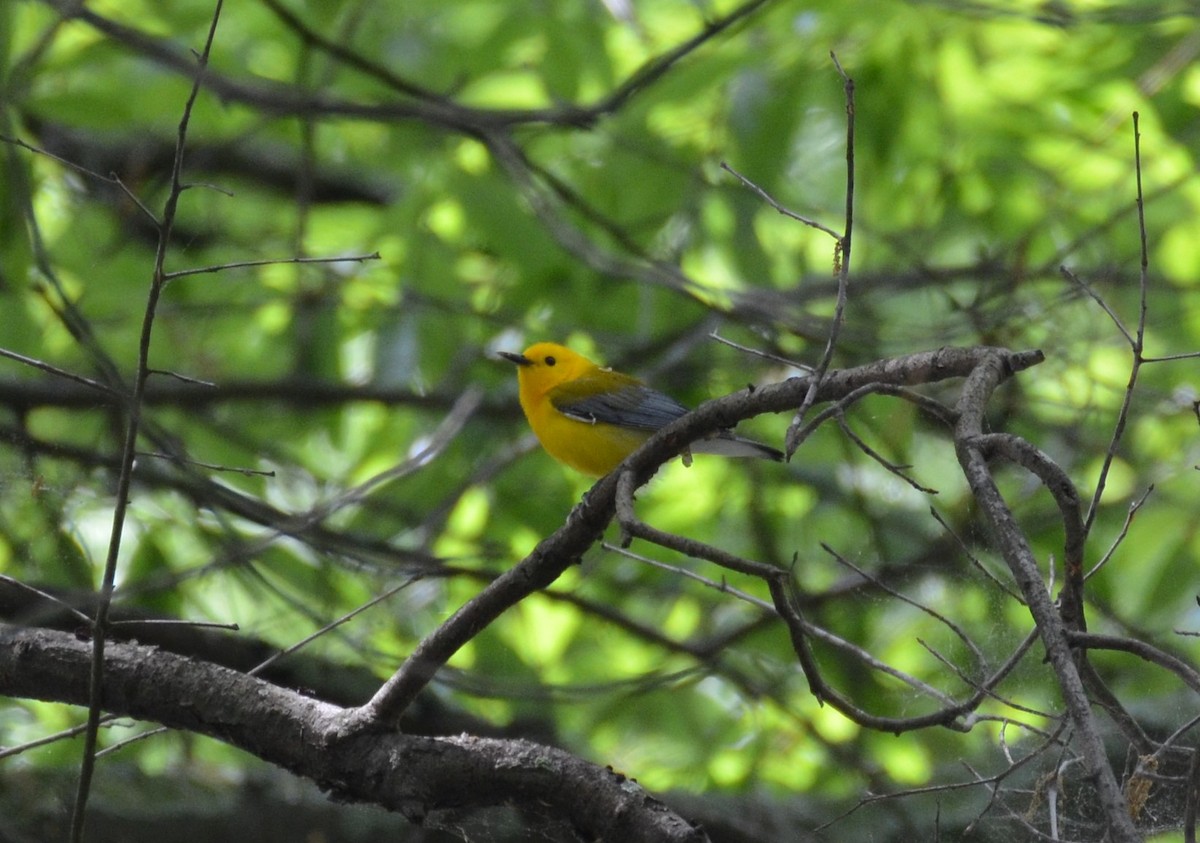 Prothonotary Warbler - Michael Fritts