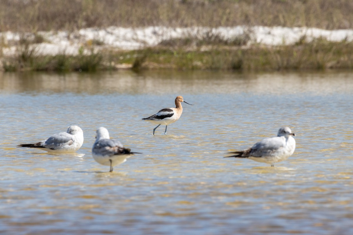 American Avocet - Jack Duffy