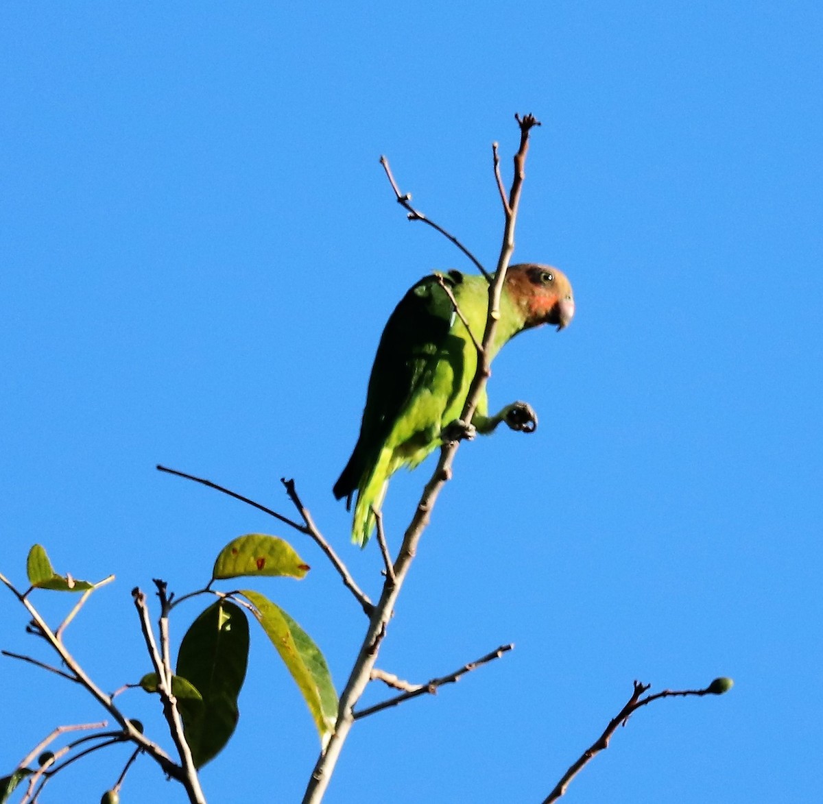 Red-cheeked Parrot - ML617829403