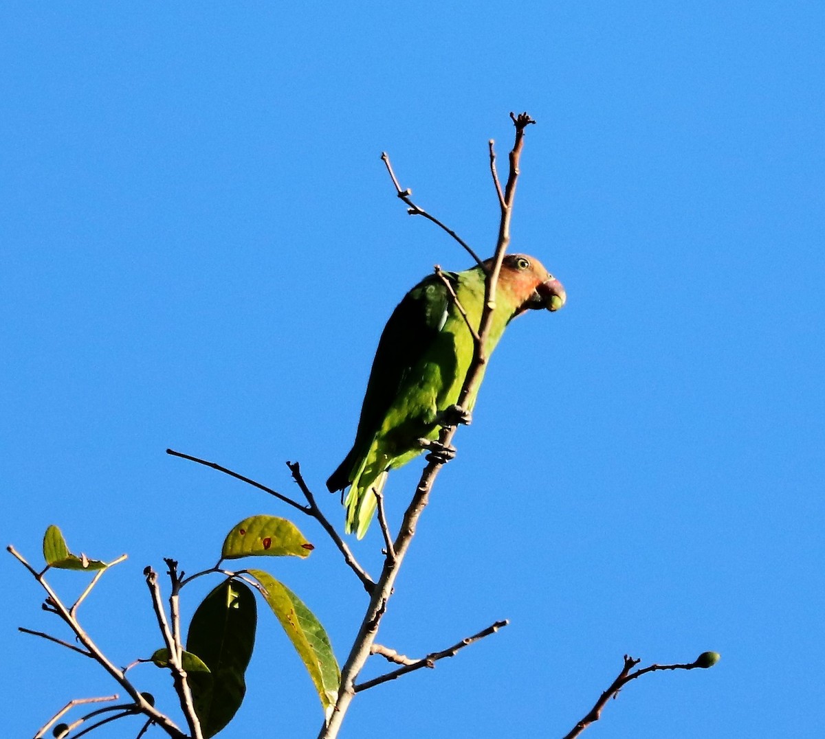 Red-cheeked Parrot - ML617829404