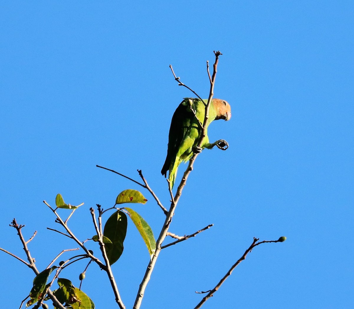 Red-cheeked Parrot - ML617829407