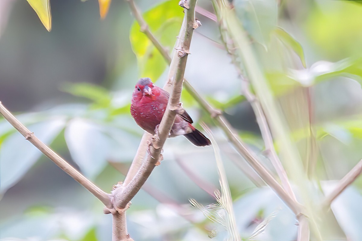 Bar-breasted Firefinch - ML617829444