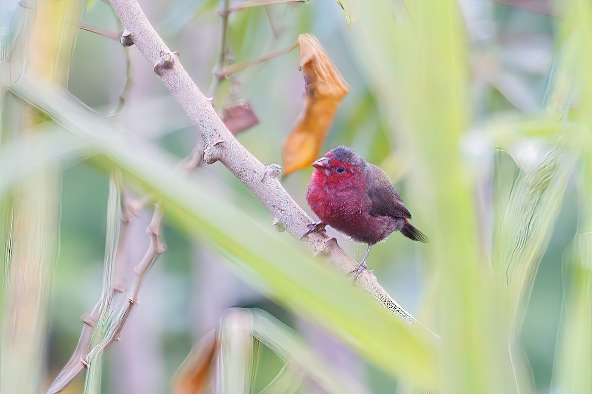 Bar-breasted Firefinch - ML617829452