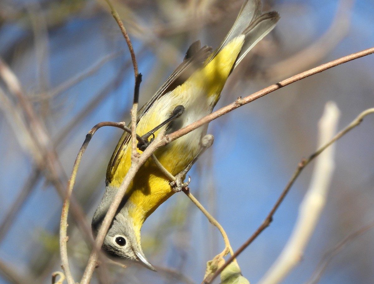 Nashville Warbler - ML617829472