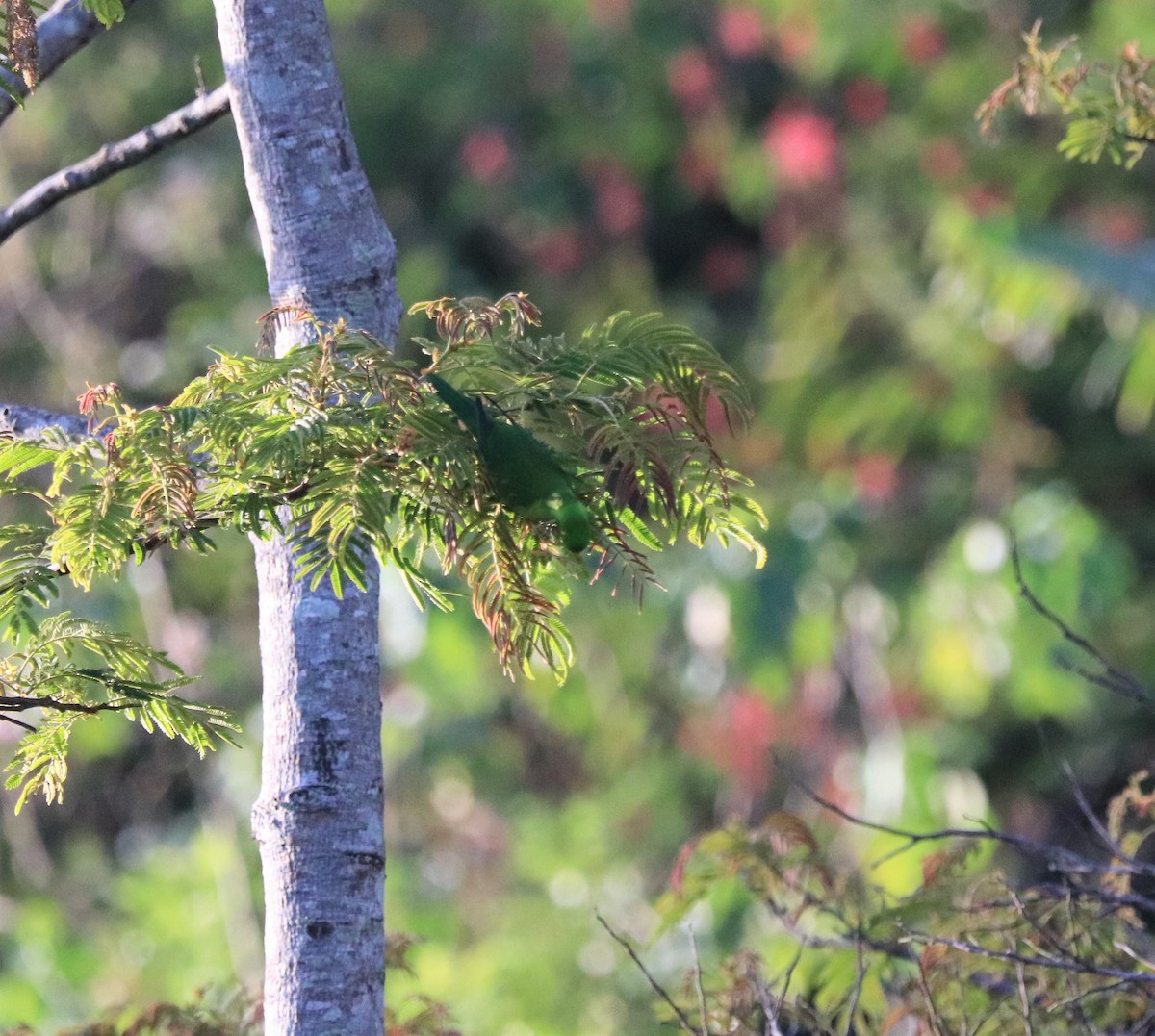 Leaf Lorikeet - ML617829479