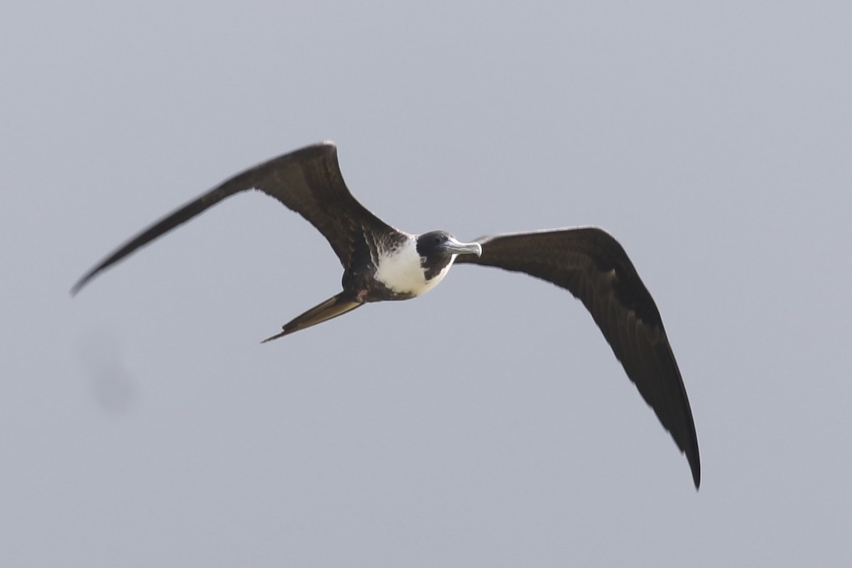 Magnificent Frigatebird - ML617829540