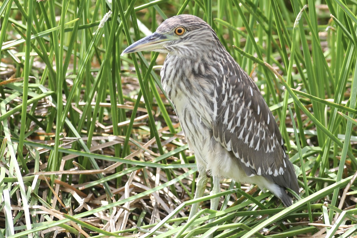 Black-crowned Night Heron - ML617829548