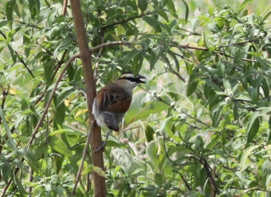 Black-crowned Tchagra - ML617829549