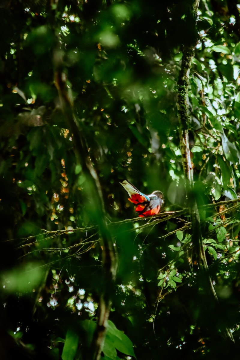 Surucua Trogon - Tainara Cuchi