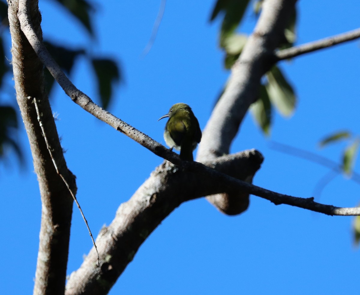 Sunda Honeyeater - Sunil Zaveri