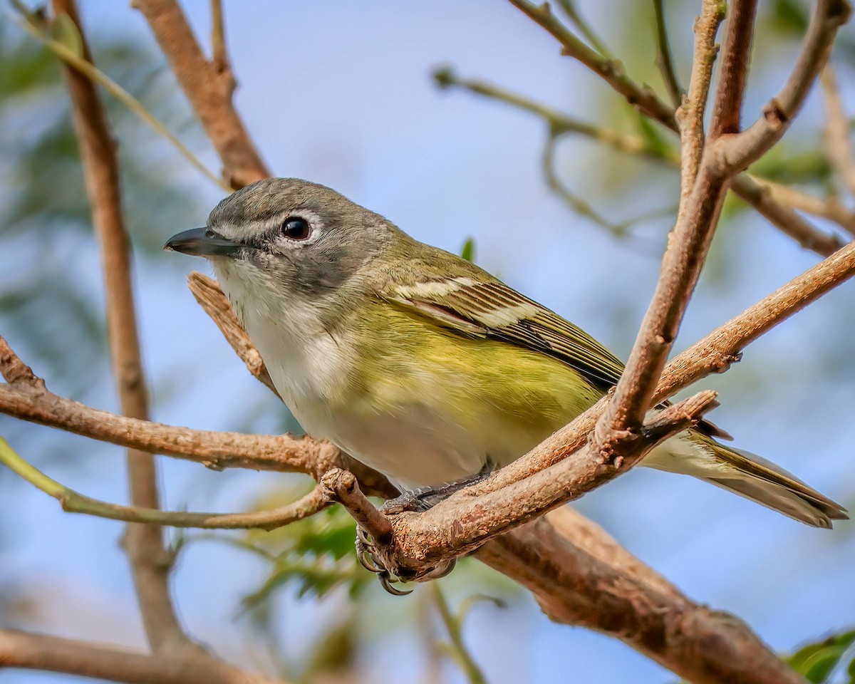 Blue-headed Vireo - ML617829646