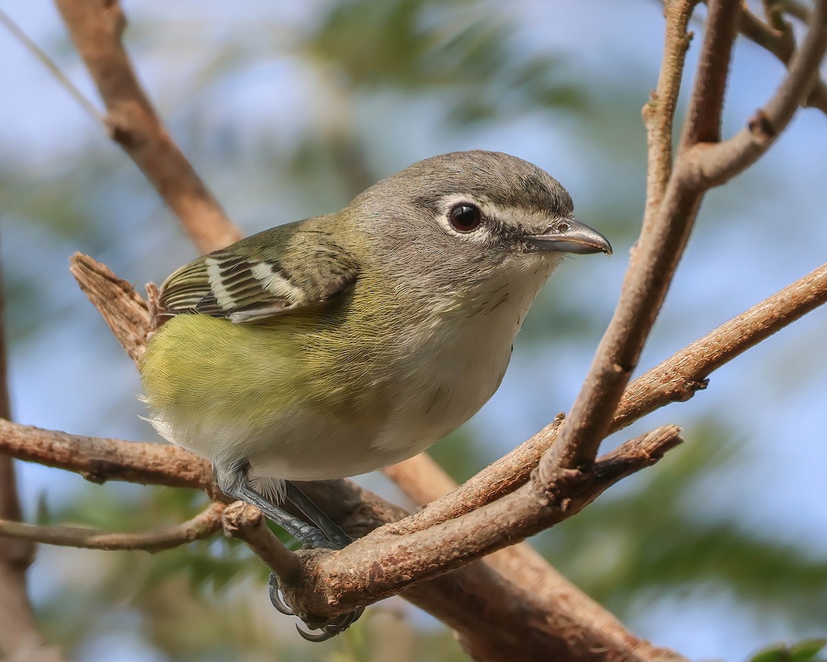 Blue-headed Vireo - ML617829651