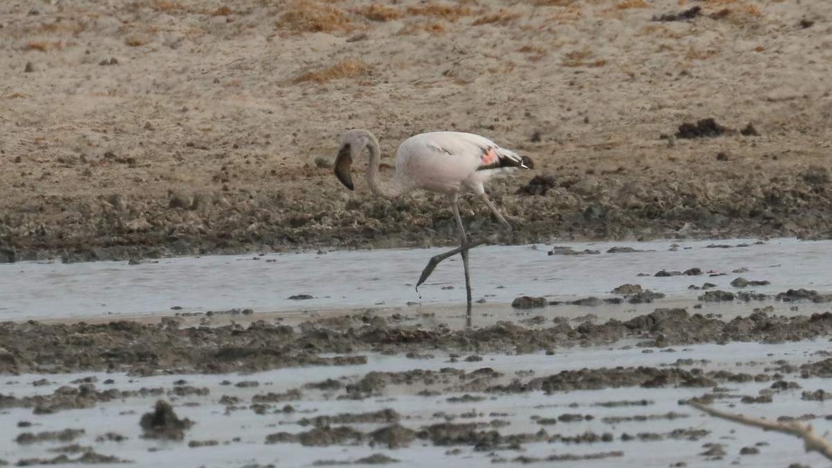 Lesser Flamingo - ML617829655