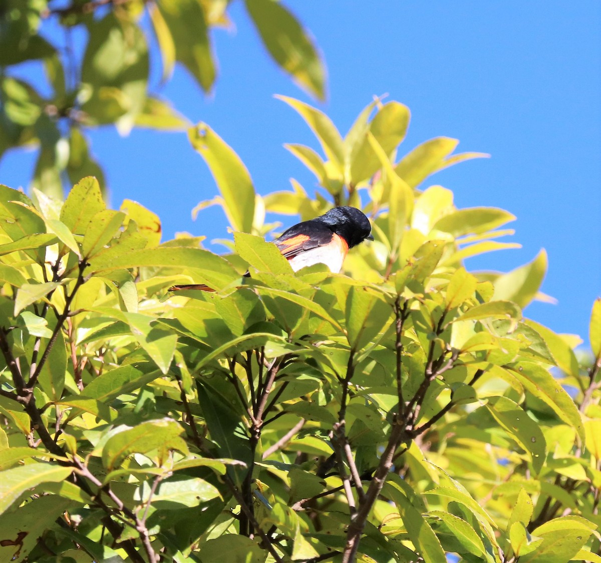 Minivet de Flores - ML617829698