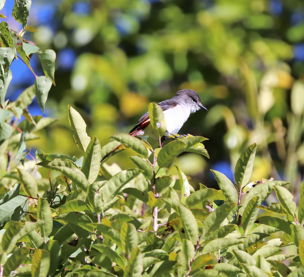 Flores Minivet - Sunil Zaveri