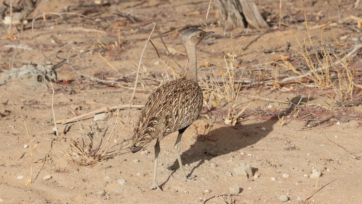 Red-crested Bustard - ML617829716