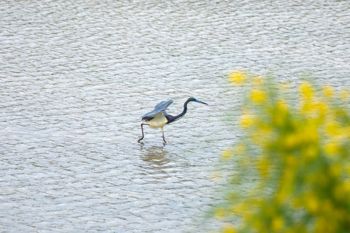 Tricolored Heron - ML617829717