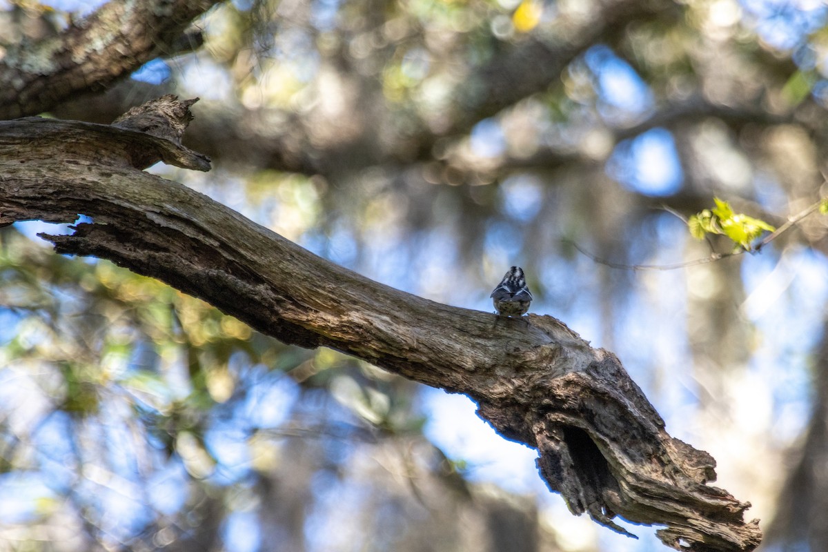 Black-and-white Warbler - Jack Duffy