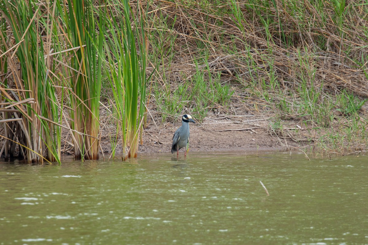 Yellow-crowned Night Heron - ML617829748