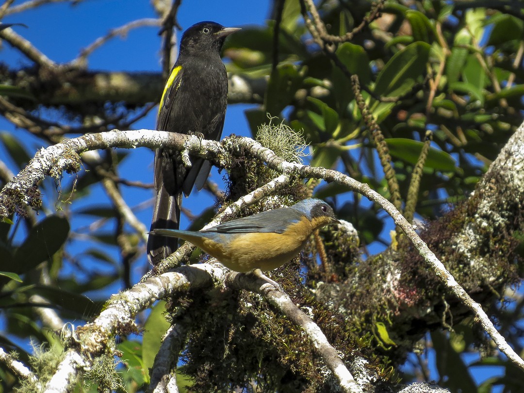 Golden-winged Cacique - Alido junior