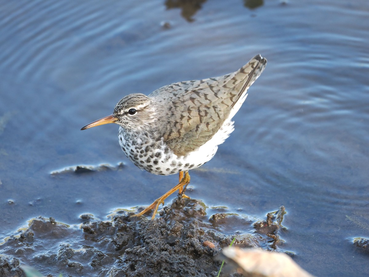 Spotted Sandpiper - ML617829772